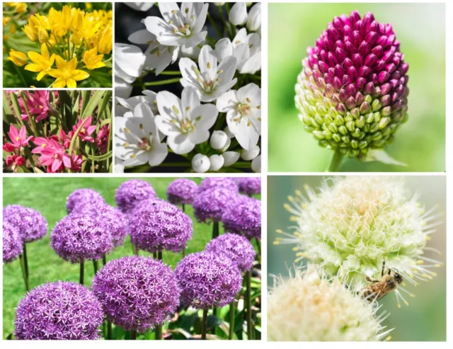Allium Bulbs Collection Spring Summer Flowering Garden Bee Friendly Flowers