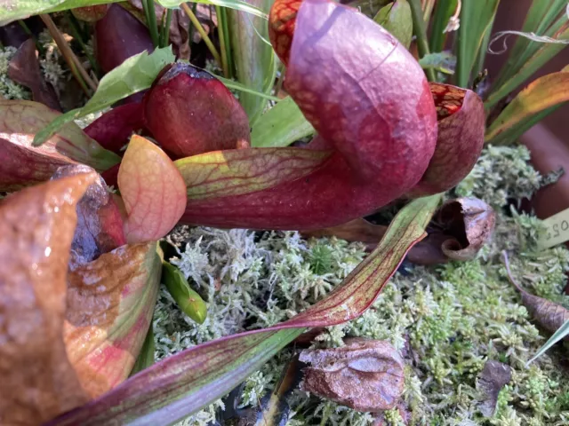 Graines De Sarracenia Courtii X Excellens