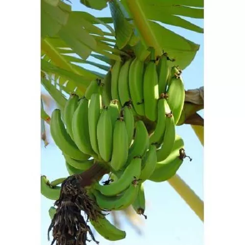 10 X MUSA SIKKIMENSIS  Banana Plant Tropical Seeds VERY FROST HARDY