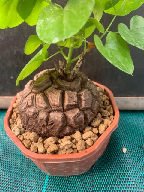 Dioscorea Elephantipes Pot 12Cm D8Cm Hcm