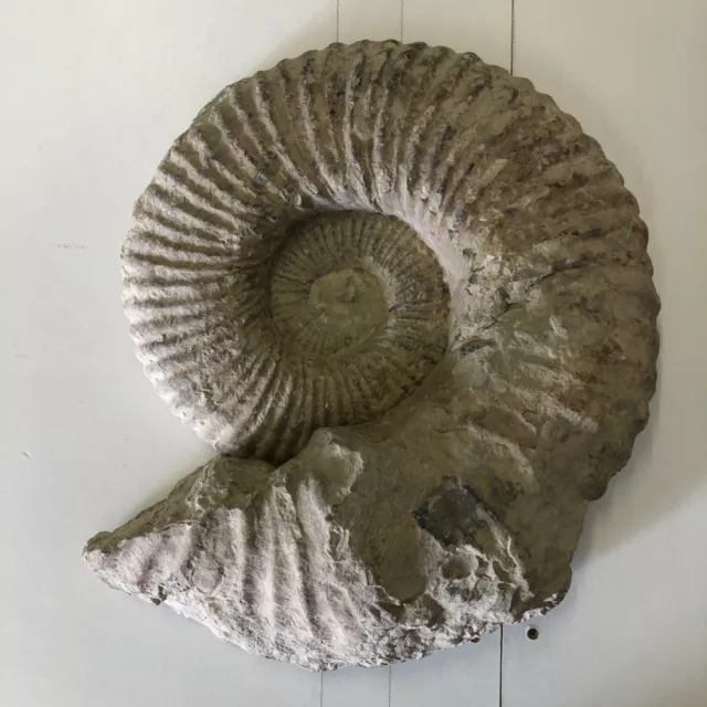 Fossil Ammonite sp. Ha Ha Fossil formation, Huge 37cm, Morocco