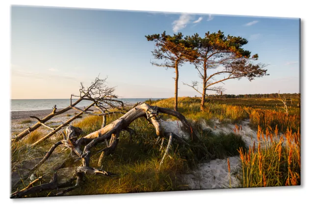 Leinwand Bild Leinwand Bild Ostsee Strand Dünen Bäume Darß Abenstimmung Ruhe Url