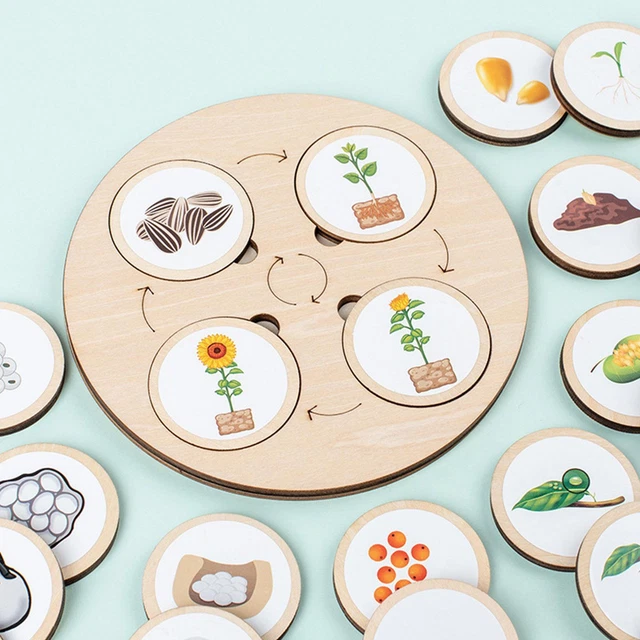 LIFE CYCLE BOARD Wooden Montessori Kit Biology Science Education Toys