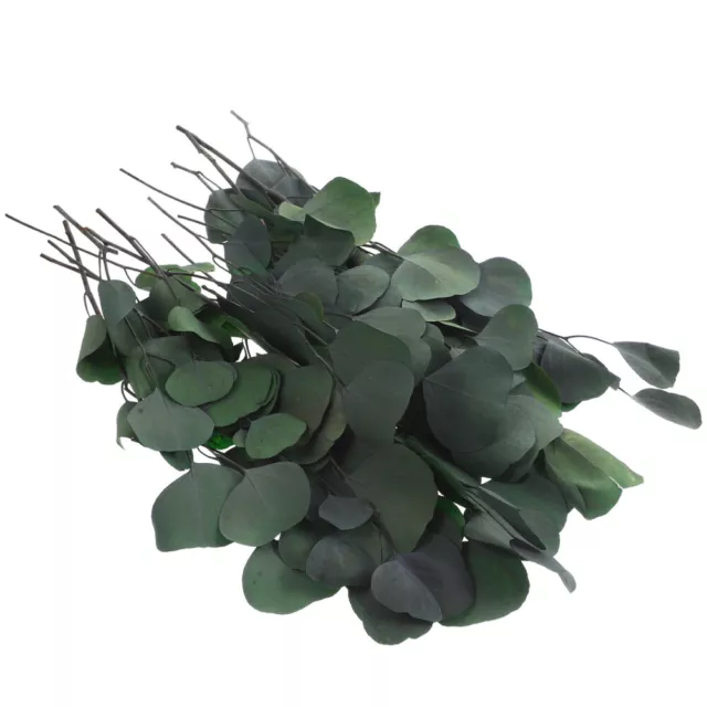 Conserver Les Tiges D'eucalyptus Séchées Fleur Préservée Plante Artificielle