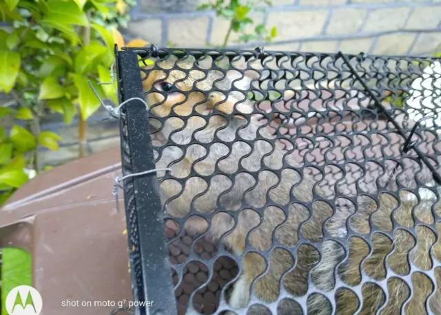EXTRA LARGE Rat Squirrel  Cage Trap Humane Live Animal Catcher  Pest Control 38