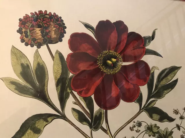 Vintage " Paeonia Mas Flore Purpureo ", Reproduktion Von Basilius Besler 17th C 2