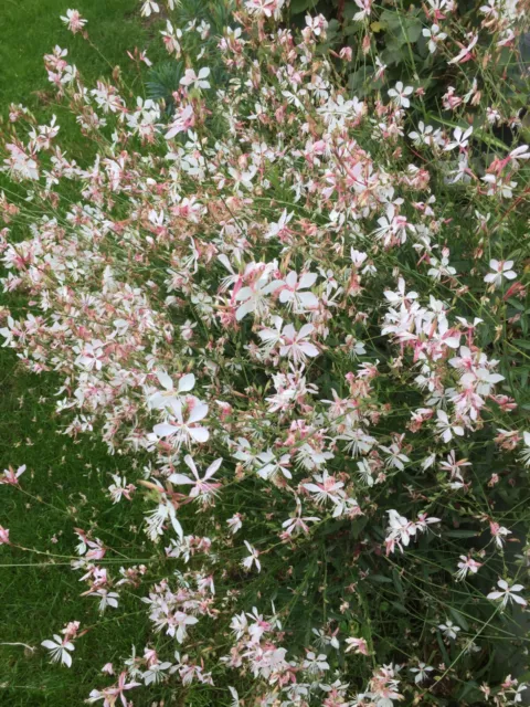 Gaura lindheimeri 'White Dove' Hardy/Perennial 9cm pot plant