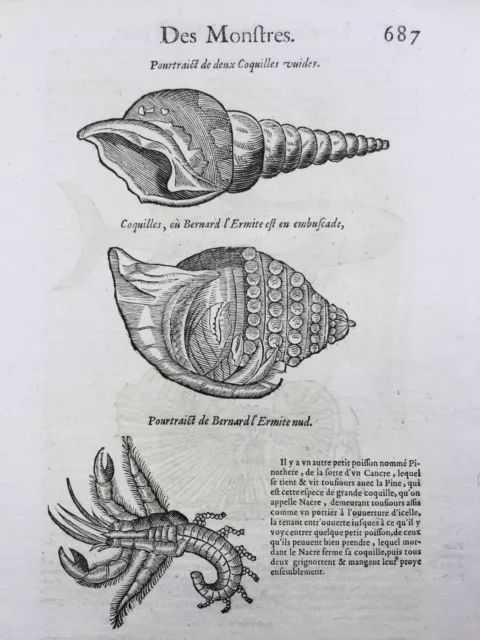 Requin Lamie Marseille 1614 Conchyliologie Nautilus Coquillage Ambroise Paré 2