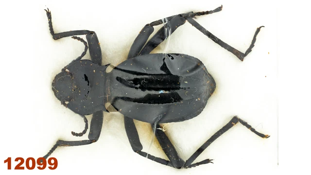 Tenebrionidae sp.  A1, 22 mm, 1 pc