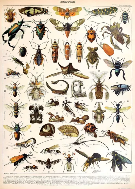 Vintage Adolphe Millot French Insects Natural History Bugs Print Poster A3 A4 A5