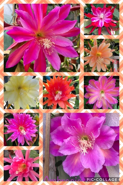 Transistor STP9NB50FP Original ST - SGS - Neuf - Livraison US Gratuite