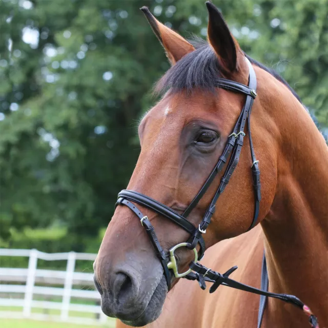Gallop Equestrian Padded Bridle + Rubber Reins