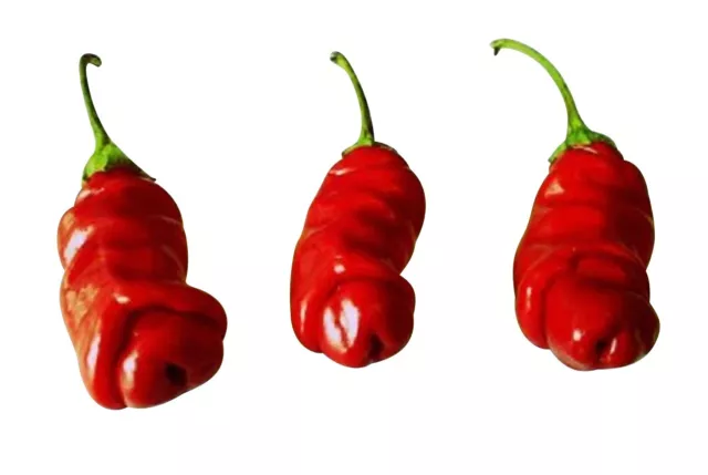 Peter Pepper ( Penis Chili) Rot 10 Samen