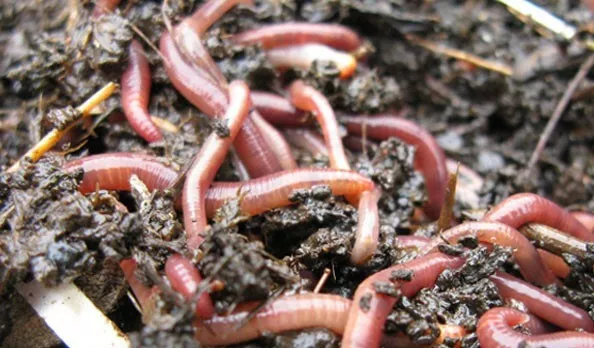 Medium-Large Dendrobaena Worms Fishing Live Bait / Composting / Reptile Food