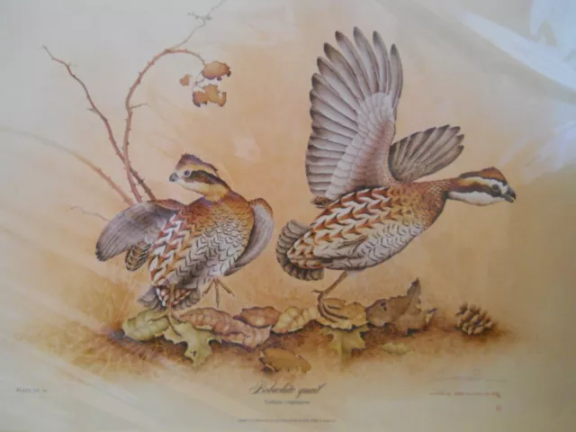"Bobwhite Quail" Signed Limited Edition Bird Print by Jim Oliver
