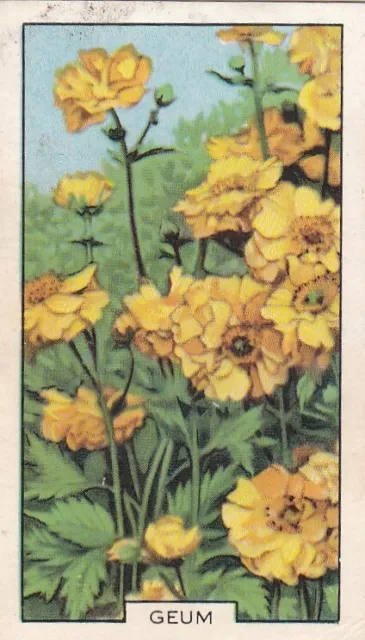 Gallaher Cigarette Card - Garden Flowers 1938 -  36 Geum