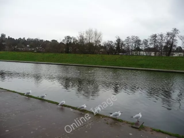 Photo 6x4 Exeter : River Exe Flood Relief Channel Some seagulls are keepi c2009