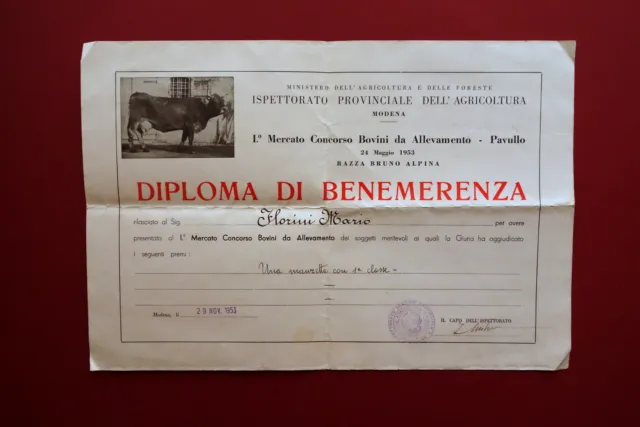 Pavullo Modena Diploma 1° Mercato Concorso Bovini da Allevamento 1953