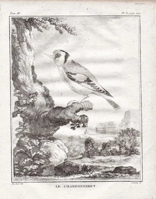 Stieglitz goldfinch Vögel Vogel bird gravure engraving Kupferstich Buffon 1780