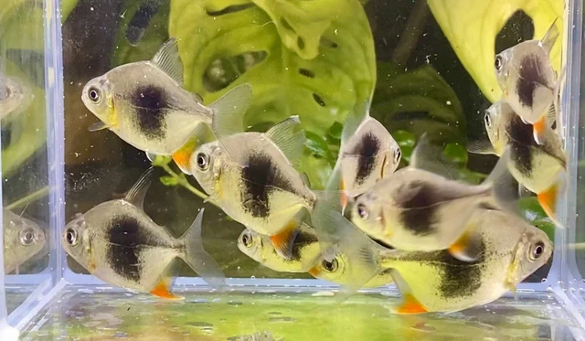 Blackberry Silver Dollar / Myleus Schomburgkii Sp. - Live Freshwater Fish