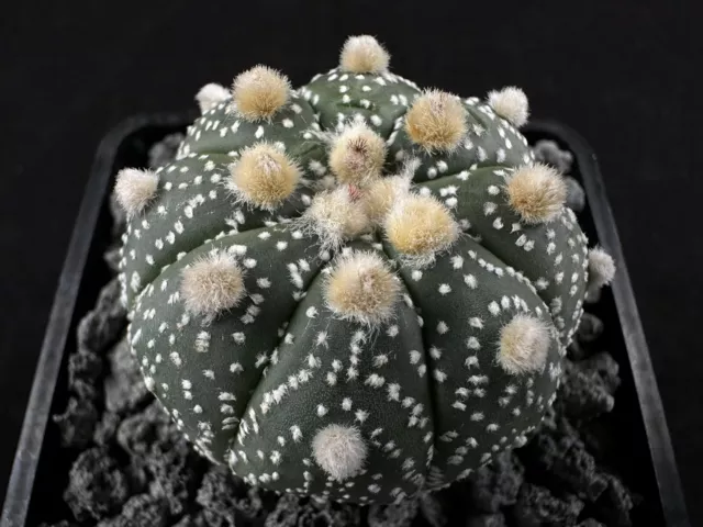 Astrophytum asterias cv. Ekubo Kaktus