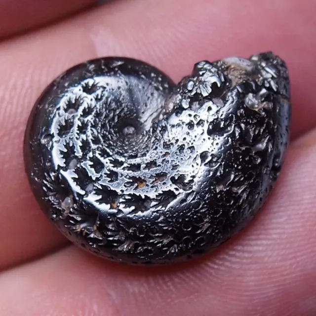 26mm Ammonite Hematite Morocco Jurassic Fossil Ammoniten 10