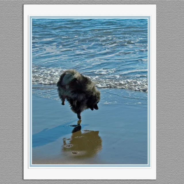 6 Keeshond Ballet Dog Blank Photo Art Note Greeting Cards