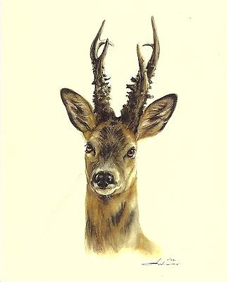 Joli copie d'un fusain Sanglier chasse trophée taxidermie roe deer hunting 