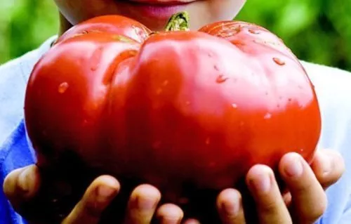 250 Monster Beefsteak Tomato Seeds - Grow the Biggest Tomatoes in Your Garden!