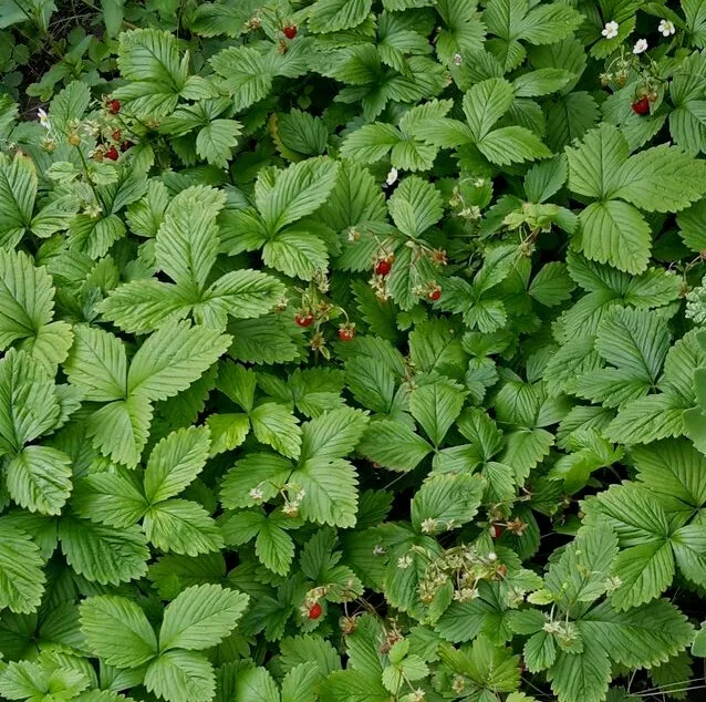15 Pflanzen Walderdbeeren (fragaria vesca ) - Bodendecker -  100% bio - wüchsig