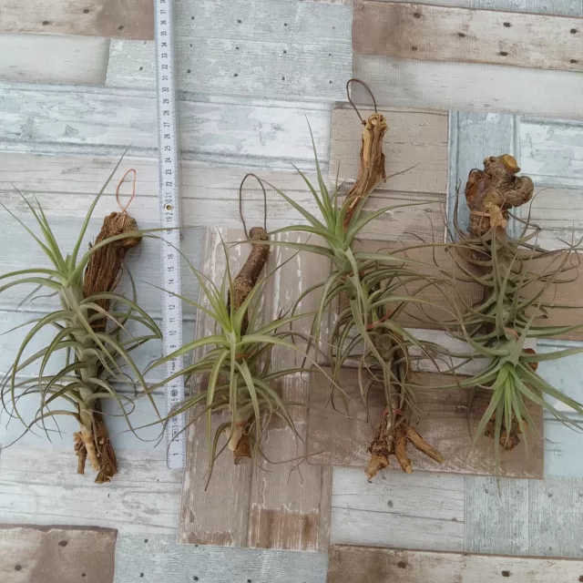 4 x Tillandsia bergeri - Tillandsie auf Holz gebunden - für Terrarium Garten etc