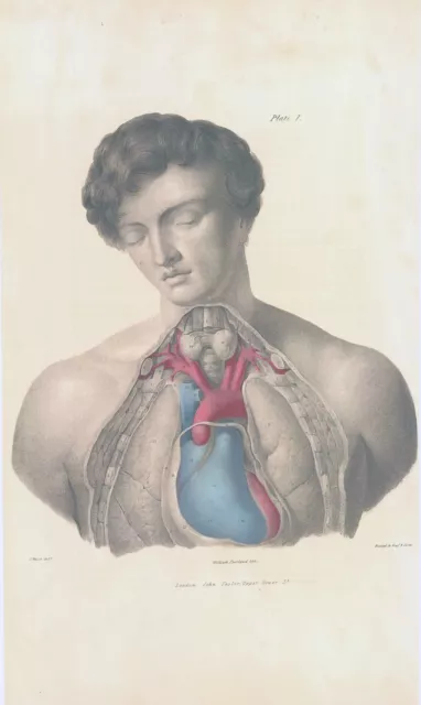 1837 Large Engraving ANATOMY Vascular Aorta Head Shoulders (VA-1)
