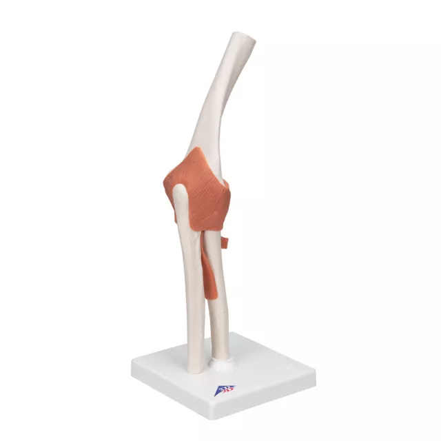 3B Scientific Functional Human Elbow Joint Model with Ligaments A83 New!
