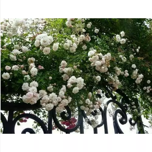 50 seeds of WHITE CLIMBING ROSE   + FREE GIFT