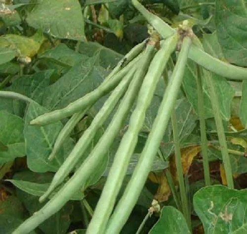 Cow Pea Seeds INDIAN BEAN SEED Heirloom Vegetable Garden