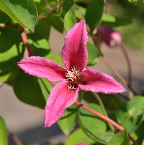 Englische Waldrebe Princess Diana 60-80cm - Clematis texensis