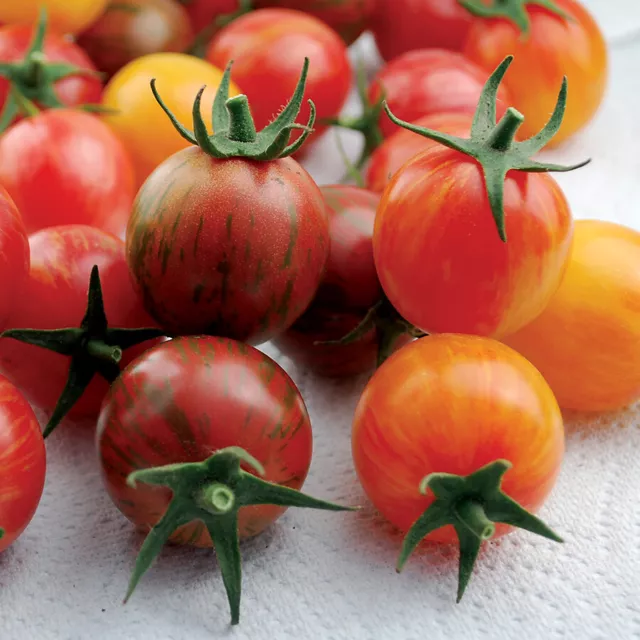 Vegetable - Tomato Cherry Artisan Mixed Bumblebee - 5 Premium Quality Seeds -1st