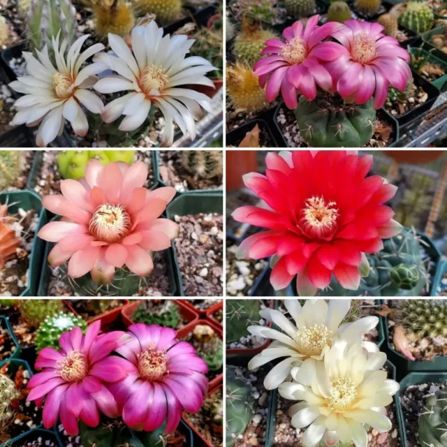 Gymnocalycium baldianum mix  (seeds)