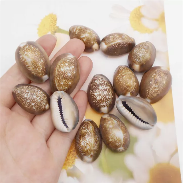 5 pcs Snake's Head Cowrie Shells 2.5-3.5 cm Seashells Ornament Fish Tank Decor