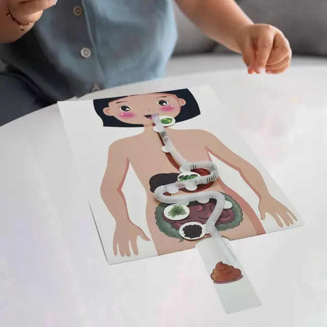 Human Digestive System Model 3D Puzzle Human Body Parts Educational Toys for