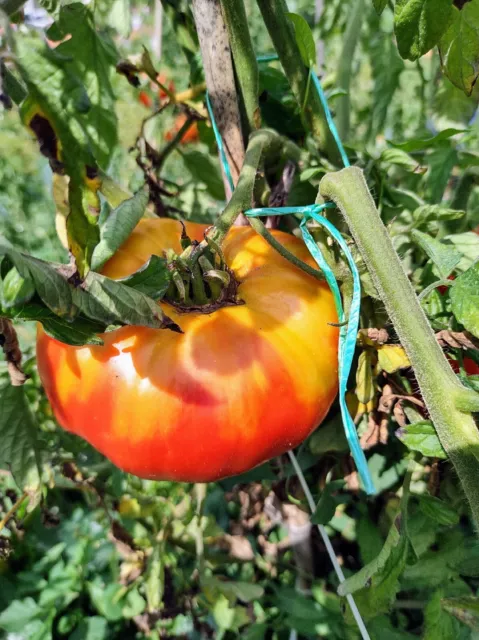🍅20 graines de tomates Corse Bio et reproductible, variétés anciennes 3