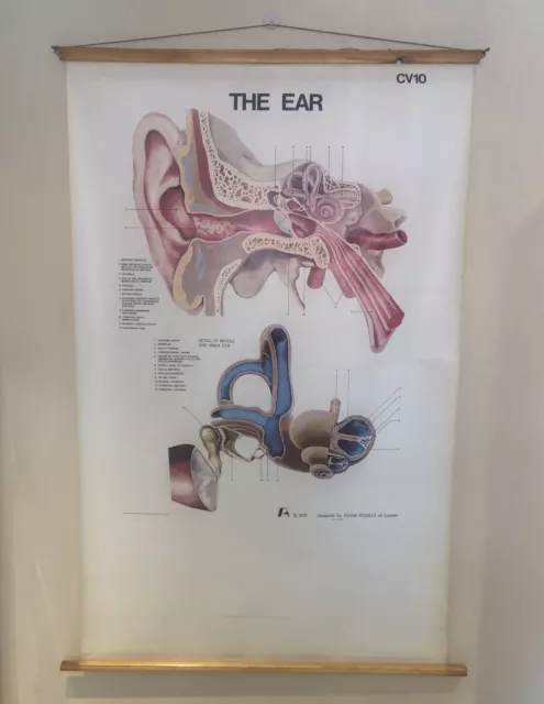 Vintage Large Adam Rouilly The Ear CV10 Pull Down Medical Chart 1970 Very Rare