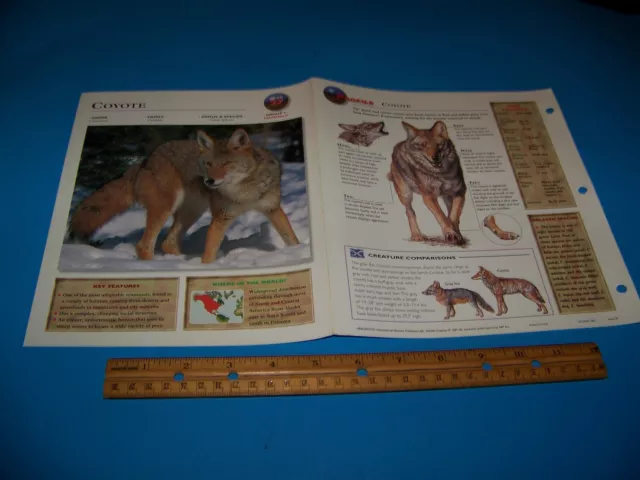 Coyote Photo / Information Page Wildlife Explorer 1998