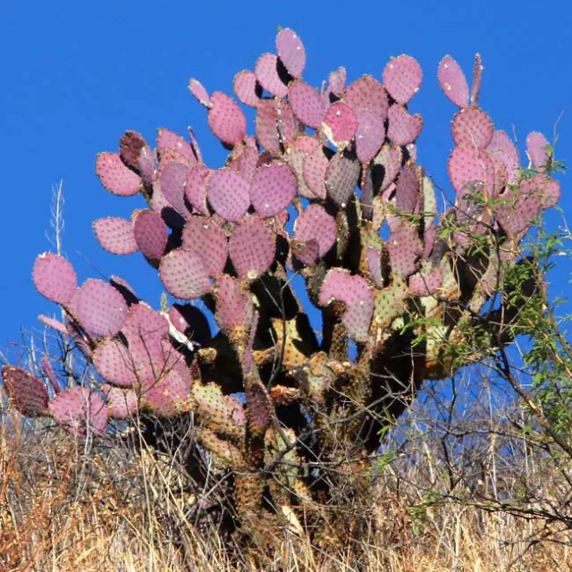 Opuntia Santa-rita - 10 Seeds - Santa Rita Prickly Pear [Opuntia violaceae]