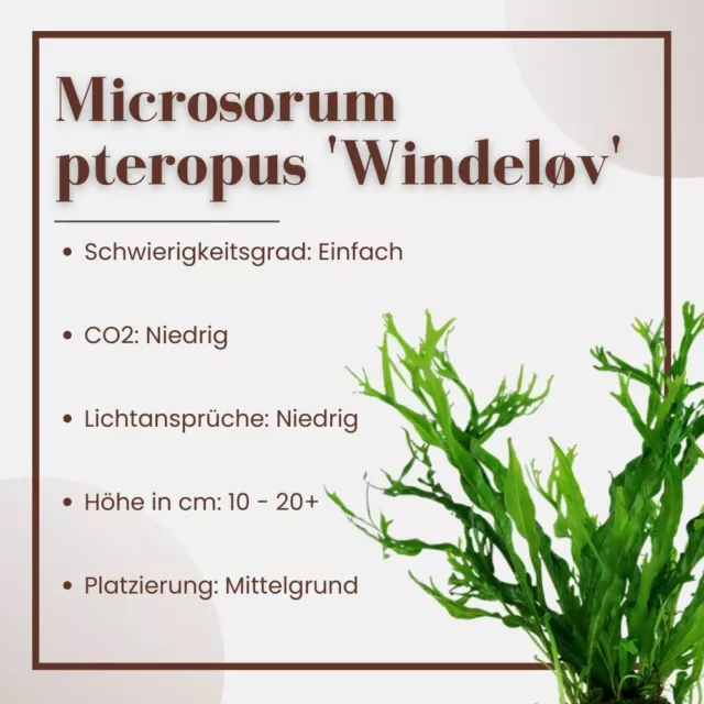 Aquarium Plante 3 Pièce Microsorum Pteropus 'Windelov' Tropica Nr.008B Set 3