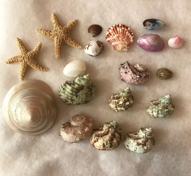 Seashells Shells Marine Saltwater Crab Snail Star Fish Starfish Scallop 18 Piece
