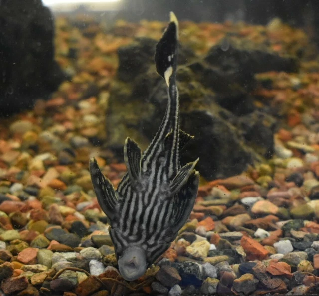 Live Royal Panaque Pleco L191 (1.5-2" Freshwater Aquarium Fish) PLS READ DESCR 9