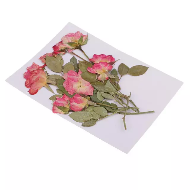 10pcs Real Pressed Flowers Dried Rose w/ Leaves for Scrapbooking Arts Crafts