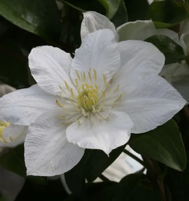 Waldrebe Apollonia 40-60cm - Clematis