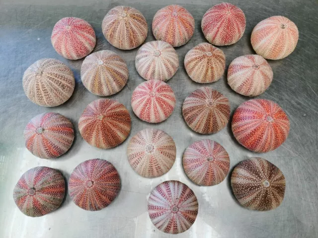 3 Lovely Large Sea Urchin Shells From North Scotland - 8-10cm Diameter